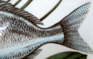 VILLEROY & BOCH.  Fish Plate from the Atlantic Range. No 6: The Sea Bream