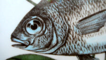 Load image into Gallery viewer, VILLEROY &amp; BOCH.  Fish Plate from the Atlantic Range. No 6: The Sea Bream
