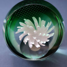 Load image into Gallery viewer, SCOTTISH PAPERWEIGHT: Vintage 1990s Caithness Paperweight: WHITE ASTER (B)
