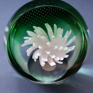 SCOTTISH PAPERWEIGHT: Vintage 1990s Caithness Paperweight: WHITE ASTER (B)