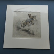 Load image into Gallery viewer, ORIGINAL Coloured Etching of Border Terriers by George Vernon Stokes (1874 - 1954). Pencil SIGNED
