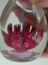 Load image into Gallery viewer, SCOTTISH Caithness Glass Paperweight: FANTASY ORCHID by Alastair MacIntosh; 1993
