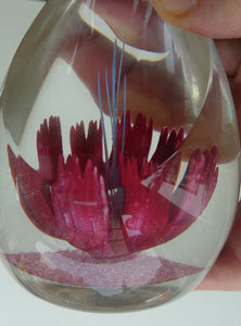 SCOTTISH Caithness Glass Paperweight: FANTASY ORCHID by Alastair MacIntosh; 1993