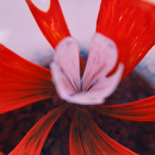 Load image into Gallery viewer, Scottish Caithness Glass Paperweight: SOLITAIRE by Colin Terris 1984
