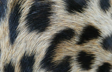 Load image into Gallery viewer, Vintage 1940s &quot;Panthera Pardus&quot; Leopard Skin Cigarette Case or Business Card Case
