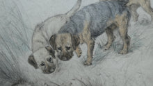 Load image into Gallery viewer, ORIGINAL Coloured Etching of Border Terriers by George Vernon Stokes (1874 - 1954). Pencil SIGNED
