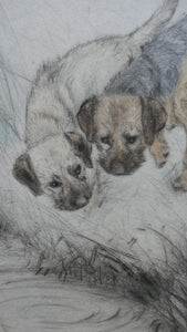 ORIGINAL Coloured Etching of Border Terriers by George Vernon Stokes (1874 - 1954). Pencil SIGNED