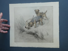 Load image into Gallery viewer, ORIGINAL Coloured Etching of Border Terriers by George Vernon Stokes (1874 - 1954). Pencil SIGNED
