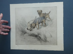 ORIGINAL Coloured Etching of Border Terriers by George Vernon Stokes (1874 - 1954). Pencil SIGNED